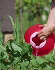 Ballo Cerise