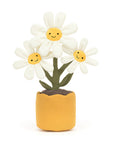 Amuseable Daisy