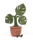 Amuseable Monstera Plant