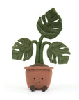Amuseable Monstera Plant
