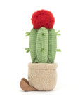 Amuseable Moon Cactus