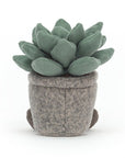 Silly Succulent Azulita