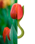 Theo the Tulip